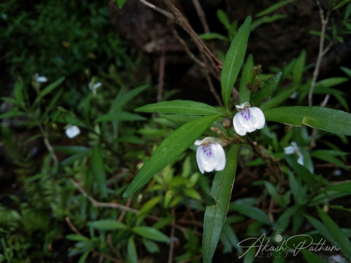 Justicia hookeriana (Nees) T.Anderson